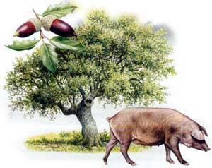 ibericos-y-bellotas